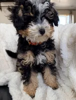Biscotti, F1BB Micro, a female Miniature Bernedoodle for sale in Grandview, TX – Photo 6 of 6
