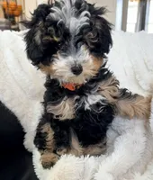 Biscotti, F1BB Micro, a female Miniature Bernedoodle for sale in Grandview, TX – Photo 4 of 6