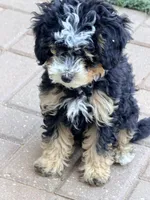 Biscotti, F1BB Micro, a female Miniature Bernedoodle for sale in Grandview, TX – Photo 1 of 6