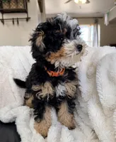 Biscotti, F1BB Micro, a female Miniature Bernedoodle for sale in Grandview, TX – Photo 2 of 6