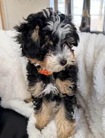 Biscotti, F1BB Micro, a female Miniature Bernedoodle for sale in Grandview, TX – Photo 3 of 6