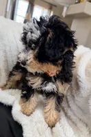 Biscotti, F1BB Micro, a female Miniature Bernedoodle for sale in Grandview, TX – Photo 5 of 6