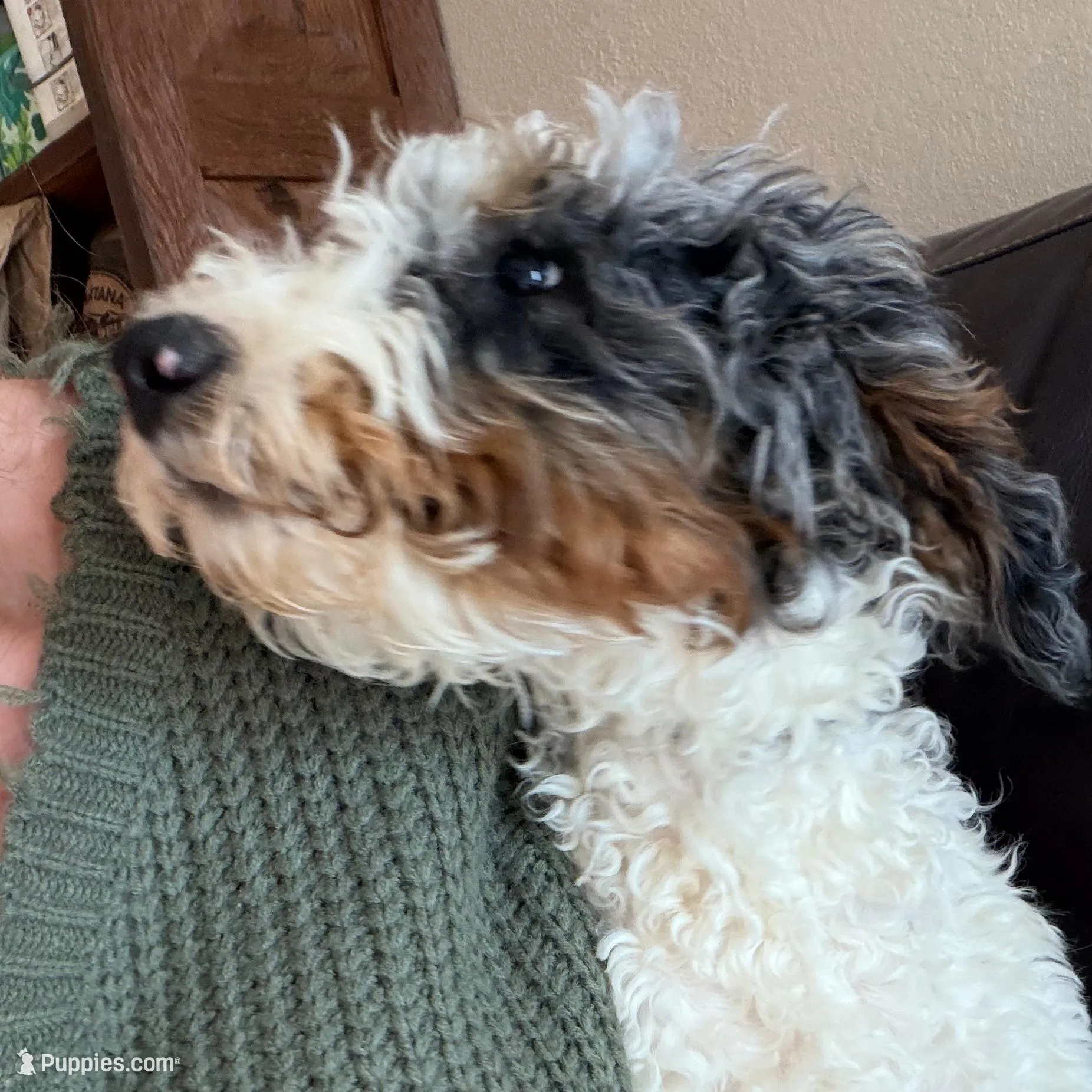 Clarence, a male Poodle - Miniature  for sale in Grandview, TX – Photo 6 of 6