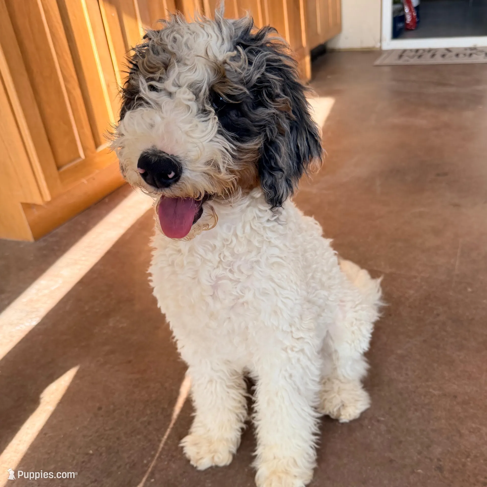 Clarence, a male Poodle - Miniature  for sale in Grandview, TX – Photo 5 of 6