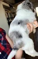 Clarence, a male Poodle - Miniature  for sale in Grandview, TX – Photo 3 of 8