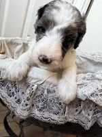 Clarence, a male Poodle - Miniature  for sale in Grandview, TX – Photo 7 of 8