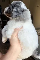 Clarence, a male Poodle - Miniature  for sale in Grandview, TX – Photo 4 of 8