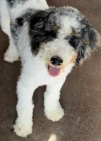 Clarence, a male Poodle - Miniature  for sale in Grandview, TX – Photo 4 of 10