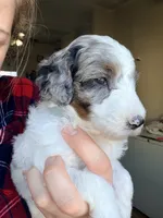 Clarence, a male Poodle - Miniature  for sale in Grandview, TX – Photo 1 of 8