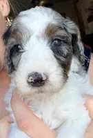 Clarence, a male Poodle - Miniature  for sale in Grandview, TX – Photo 2 of 8