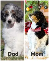 Clarence, a male Poodle - Miniature  for sale in Grandview, TX – Photo 8 of 8