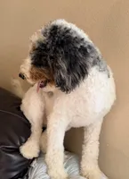 Clarence, a male Poodle - Miniature  for sale in Grandview, TX – Photo 10 of 10