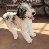 Clarence, a male Poodle - Miniature  for sale in Grandview, TX – Photo 8 of 10