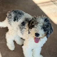 Clarence, a male Poodle - Miniature  for sale in Grandview, TX – Photo 7 of 10