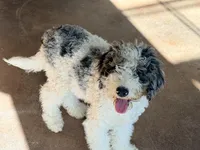 Clarence, a male Poodle - Miniature  for sale in Grandview, TX – Photo 3 of 6