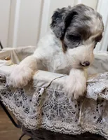 Clarence, a male Poodle - Miniature  for sale in Grandview, TX – Photo 6 of 8