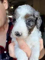 Clarence, a male Poodle - Miniature  for sale in Grandview, TX – Photo 5 of 8