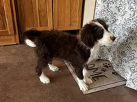 Lucinda Stnrd F2 Bernedoodle, a female Bernedoodle for sale in Grandview, TX – Photo 2 of 3