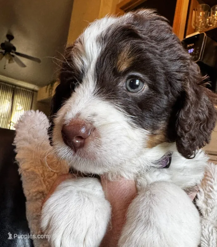 Lucinda Stnrd F2 Bernedoodle, a female Bernedoodle for sale in Grandview, TX – Photo 1 of 3