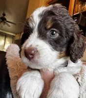 Lucinda Stnrd F2 Bernedoodle, a female Bernedoodle for sale in Grandview, TX – Photo 1 of 3