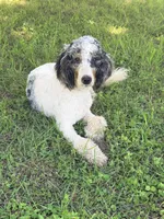 Clarence, a male Poodle - Miniature  for sale in Grandview, TX – 3 of 10