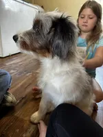 Ashley Standard F2 Bernedoodle, a female Bernedoodle for sale in Grandview, TX – Photo 5 of 8