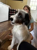 Ashley Standard F2 Bernedoodle, a female Bernedoodle for sale in Grandview, TX – Photo 3 of 8