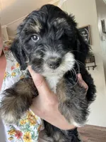 F1B Blue Girl (Betty), a female Miniature Bernedoodle for sale in Grandview, TX – Photo 8 of 9