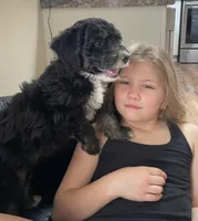 F1B Blue Girl (Betty), a female Miniature Bernedoodle for sale in Grandview, TX – Photo 5 of 9