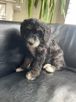 F1B Blue Girl (Betty), a female Miniature Bernedoodle for sale in Grandview, TX – Photo 6 of 9