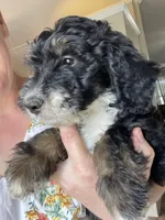 F1B Blue Girl (Betty), a female Miniature Bernedoodle for sale in Grandview, TX – Photo 9 of 9