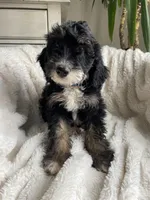 F1B Blue Girl (Betty), a female Miniature Bernedoodle for sale in Grandview, TX – Photo 2 of 9