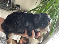 F1B Red Boy (Big John), a male Miniature Bernedoodle for sale in Grandview, TX – Photo 2 of 5