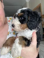 F1B Red Boy (Big John), a male Miniature Bernedoodle for sale in Grandview, TX – Photo 4 of 5