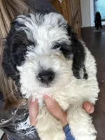 Paris, Blue Check (F1B girl), a female Miniature Bernedoodle for sale in Grandview, TX – Photo 3 of 7