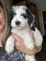 Paris, Blue Check (F1B girl), a female Miniature Bernedoodle for sale in Grandview, TX – Photo 4 of 7