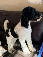 Nicolas, a male Poodle - Miniature  for sale in Grandview, TX – Photo 2 of 7