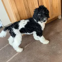 Nicolas, a male Poodle - Miniature  for sale in Grandview, TX – Photo 5 of 7