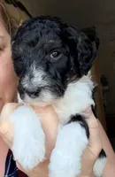 Nicolas, a male Poodle - Miniature  for sale in Grandview, TX – Photo 3 of 6