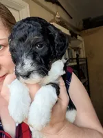 Nicolas, a male Poodle - Miniature  for sale in Grandview, TX – Photo 2 of 6