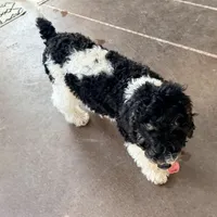 Nicolas, a male Poodle - Miniature  for sale in Grandview, TX – Photo 6 of 7