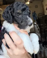 Nicolas, a male Poodle - Miniature  for sale in Grandview, TX – Photo 1 of 6