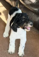 Nicolas, a male Poodle - Miniature  for sale in Grandview, TX – Photo 4 of 7