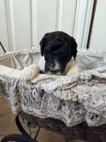 Nicolas, a male Poodle - Miniature  for sale in Grandview, TX – Photo 5 of 6