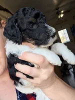 Nicolas, a male Poodle - Miniature  for sale in Grandview, TX – Photo 4 of 6