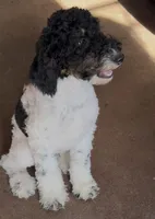 Nicolas, a male Poodle - Miniature  for sale in Grandview, TX – Photo 3 of 7