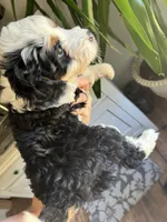 Juliet (pink collar), a female Miniature Bernedoodle for sale in Grandview, TX – Photo 5 of 5