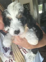 Juliet (pink collar), a female Miniature Bernedoodle for sale in Grandview, TX – Photo 2 of 5