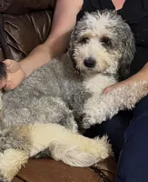 Indigo, a female Miniature Bernedoodle for sale in Grandview, TX – 1 of 4