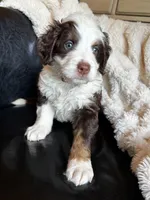 Bear, a male Bernedoodle for sale in Grandview, TX – Photo 2 of 6
